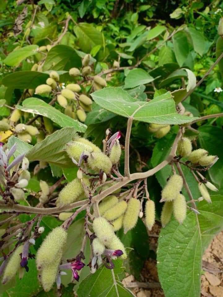cao an xoa (lọ )