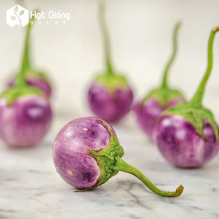 Hạt giống Cà Pháo Tím
