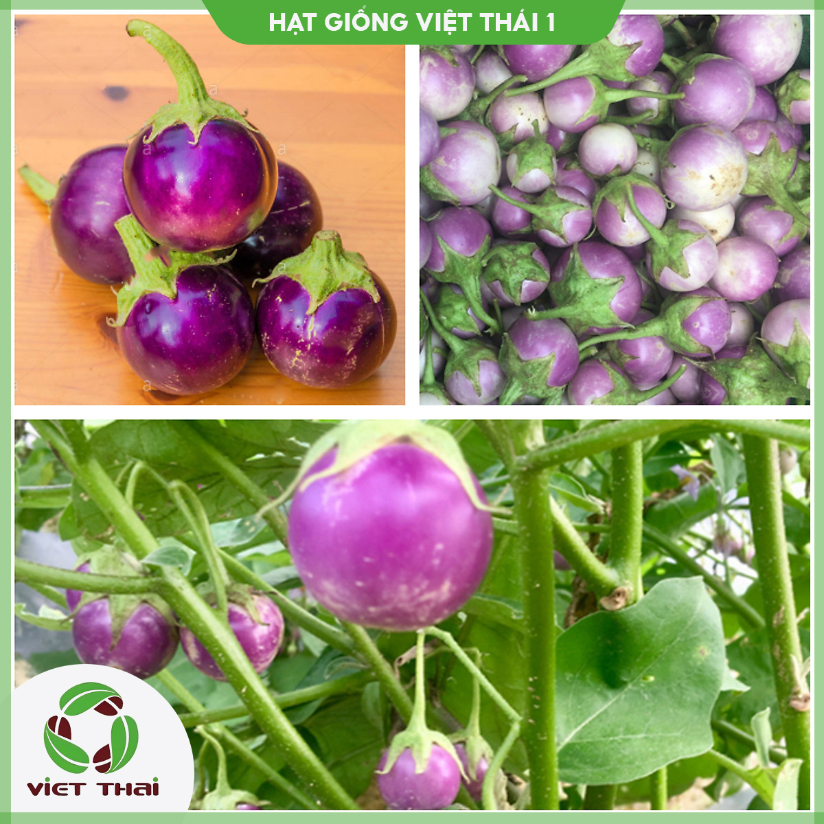 [SALE] Hạt giống Cà Pháo Tím - Cà Pháo Trắng TN - 49 - HGVT1