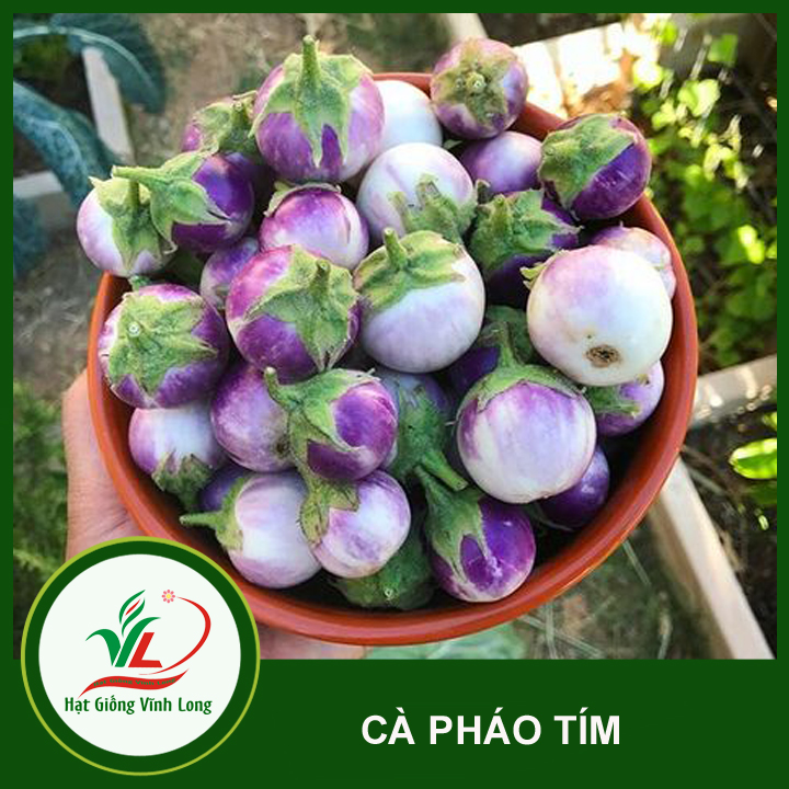 Hạt Giống Cà Tím Cà Pháo Tròn Tím Rd 73 Rạng Đông Gói 0.5Gram