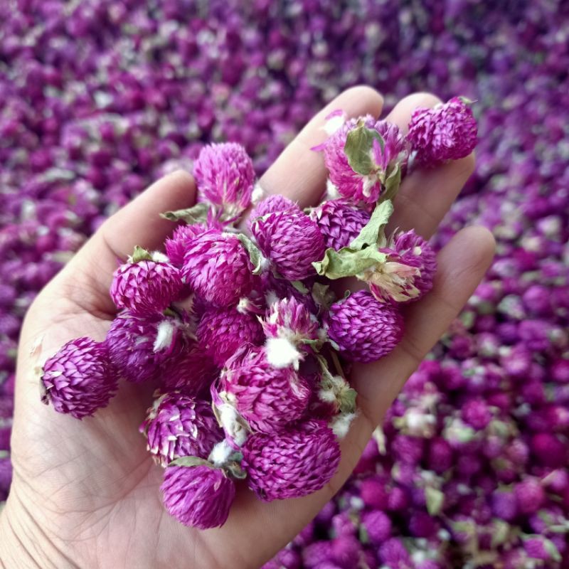 Trà hoa bách nhật tím 50 gram - Tốt cho sức khỏe