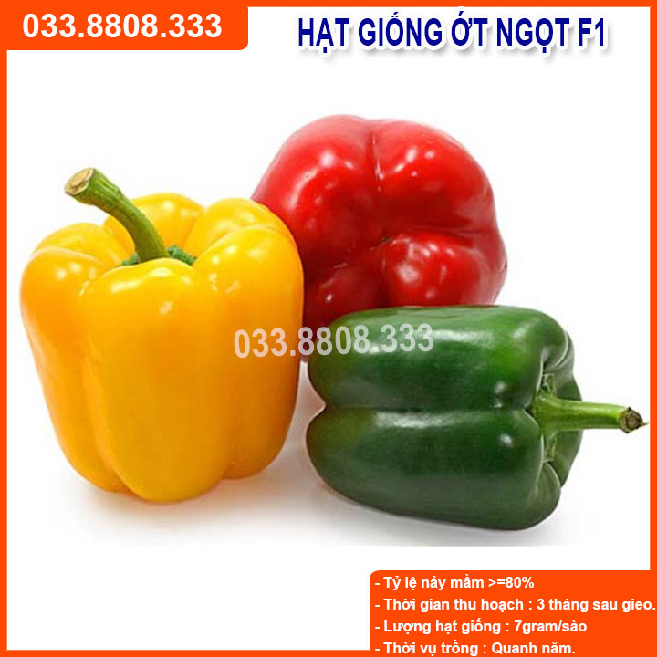 Hạt giống Ớt Chuông