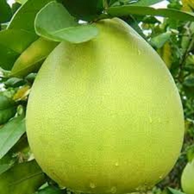 Cây bưởi tân triều