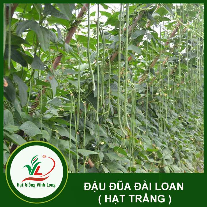 Hạt giống Đậu đũa Đài Loan hạt trắng RD 759 -  20g