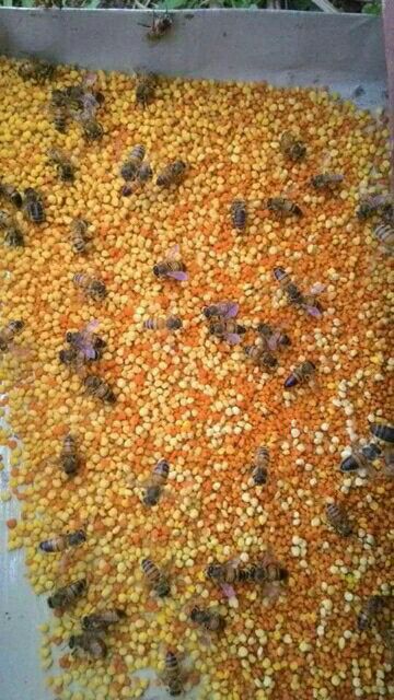 500g phấn hoa rừng