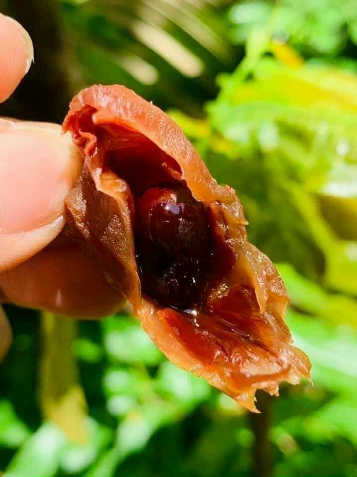 trái vải sấy, 100k/ký u là trời.