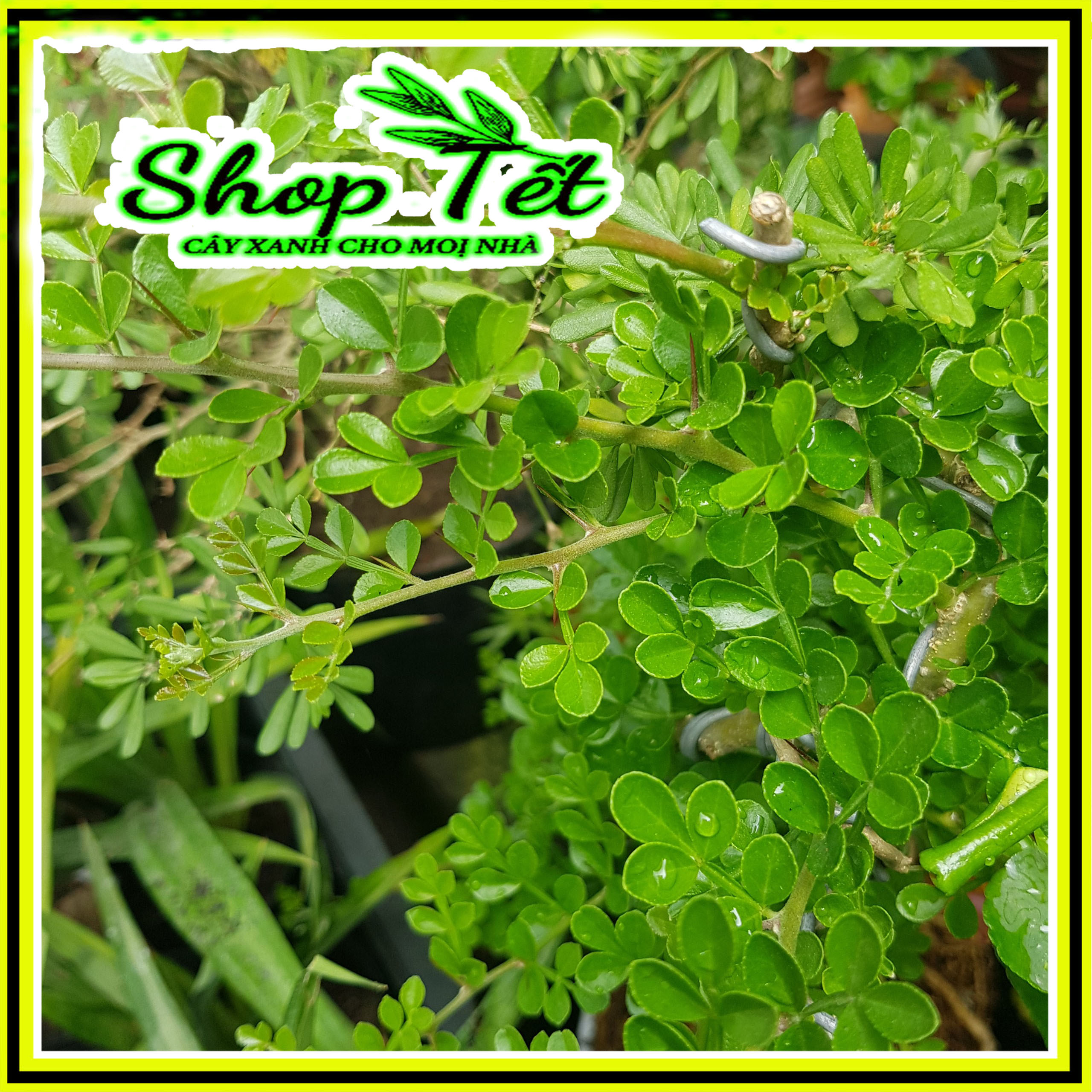 CÂY CẦN THĂNG, CÂY CẦN THĂNG BONSAI, CÂY BON SAI 2