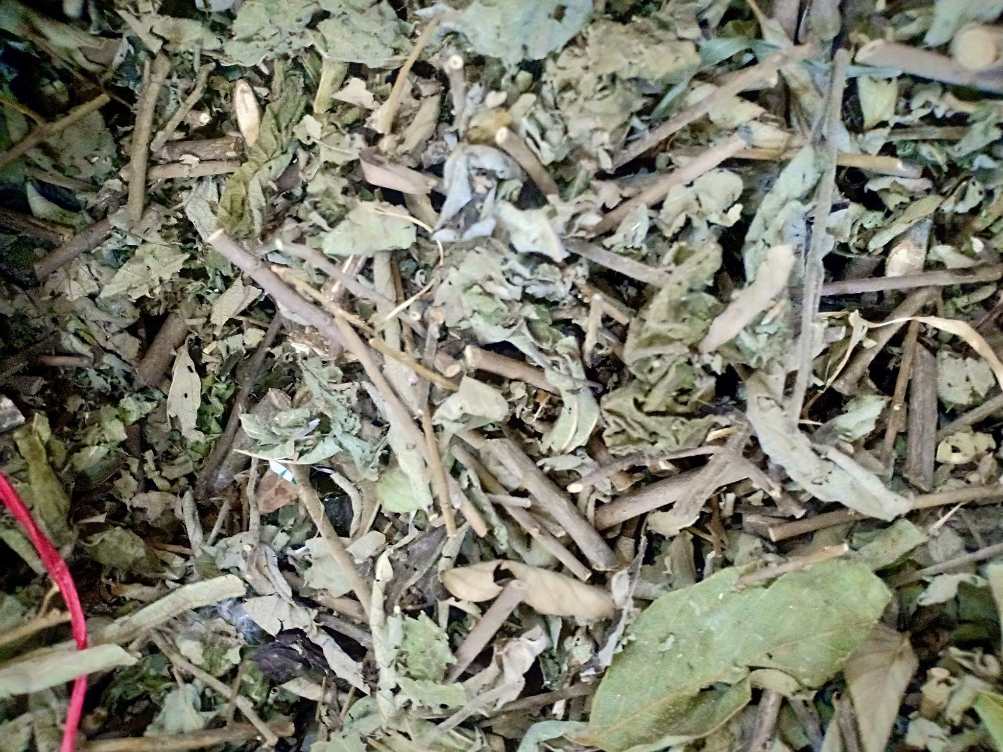 Cây an xoa - HOA MÀU TÍM 1kg
