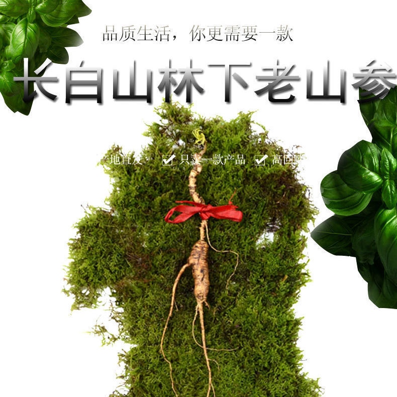 ┇✙۞ nhân sâm tươi 20 năm đồi núi trường bạch panax ginseng đông bắc hoang dã đào tạo old hill