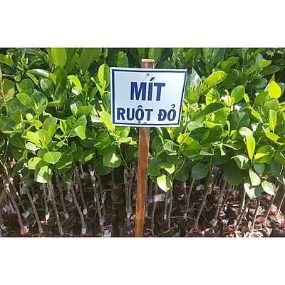 Cây giống mít ruột đỏ sơ đỏ