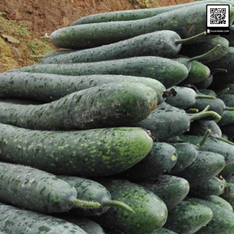 Hạt giống bí sặt cao sản (bí xanh)