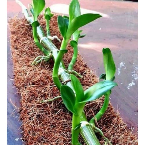 (PHẠM GIA FARM)  túi 1kg xơ dừa trồng cây và ươm hạt