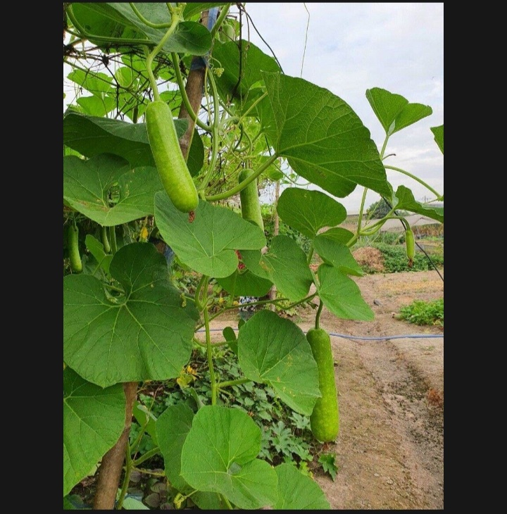 ( HCM ) Hạt giống bầu sao F1 2gram