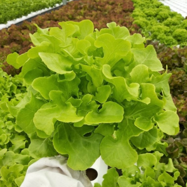 Hạt giống rau xà lách sồi xanh - gói 2gr - sthg