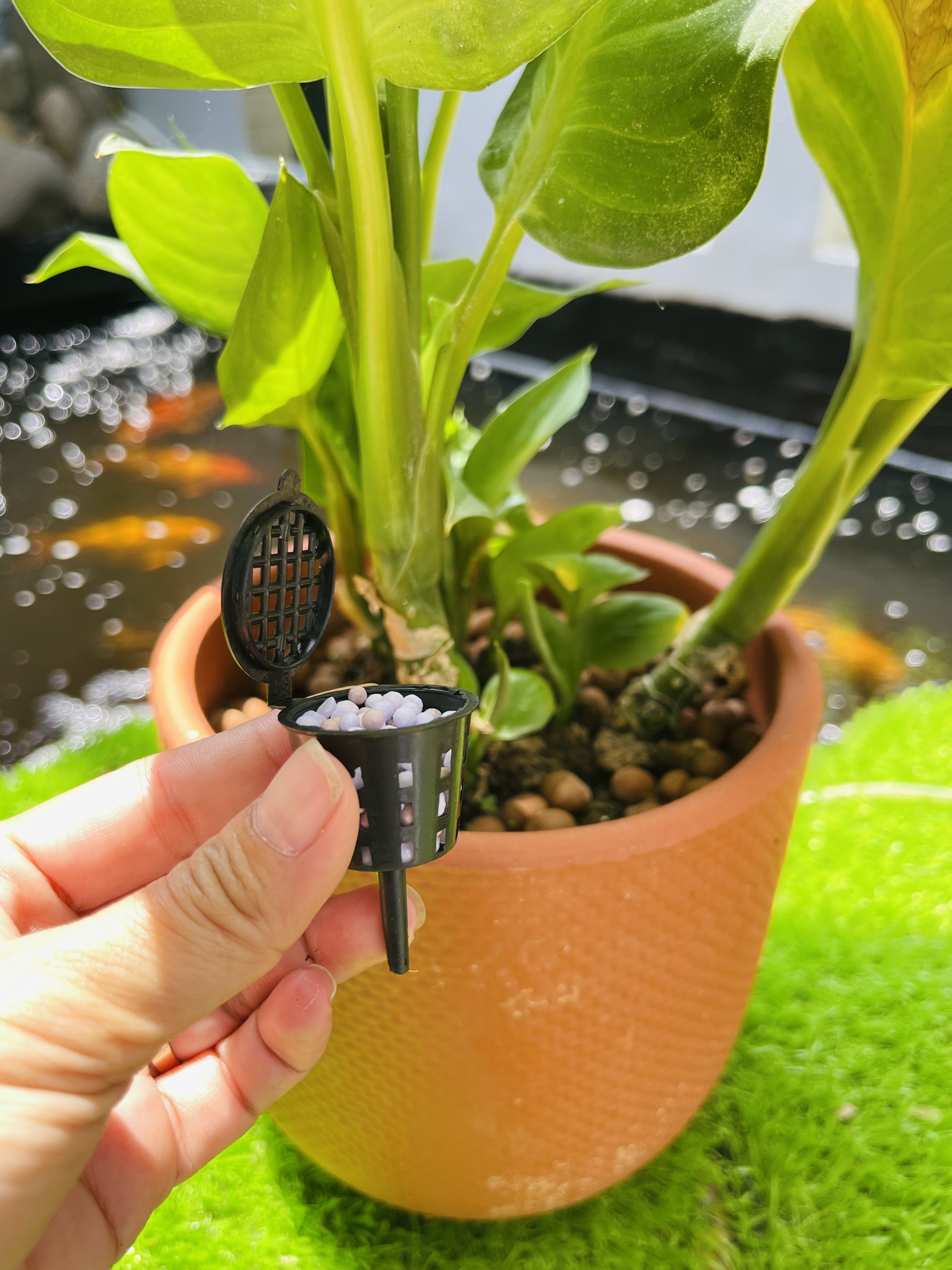 Giỏ đựng phân tan chậm set 10 cái chuyên đựng phân cho lan