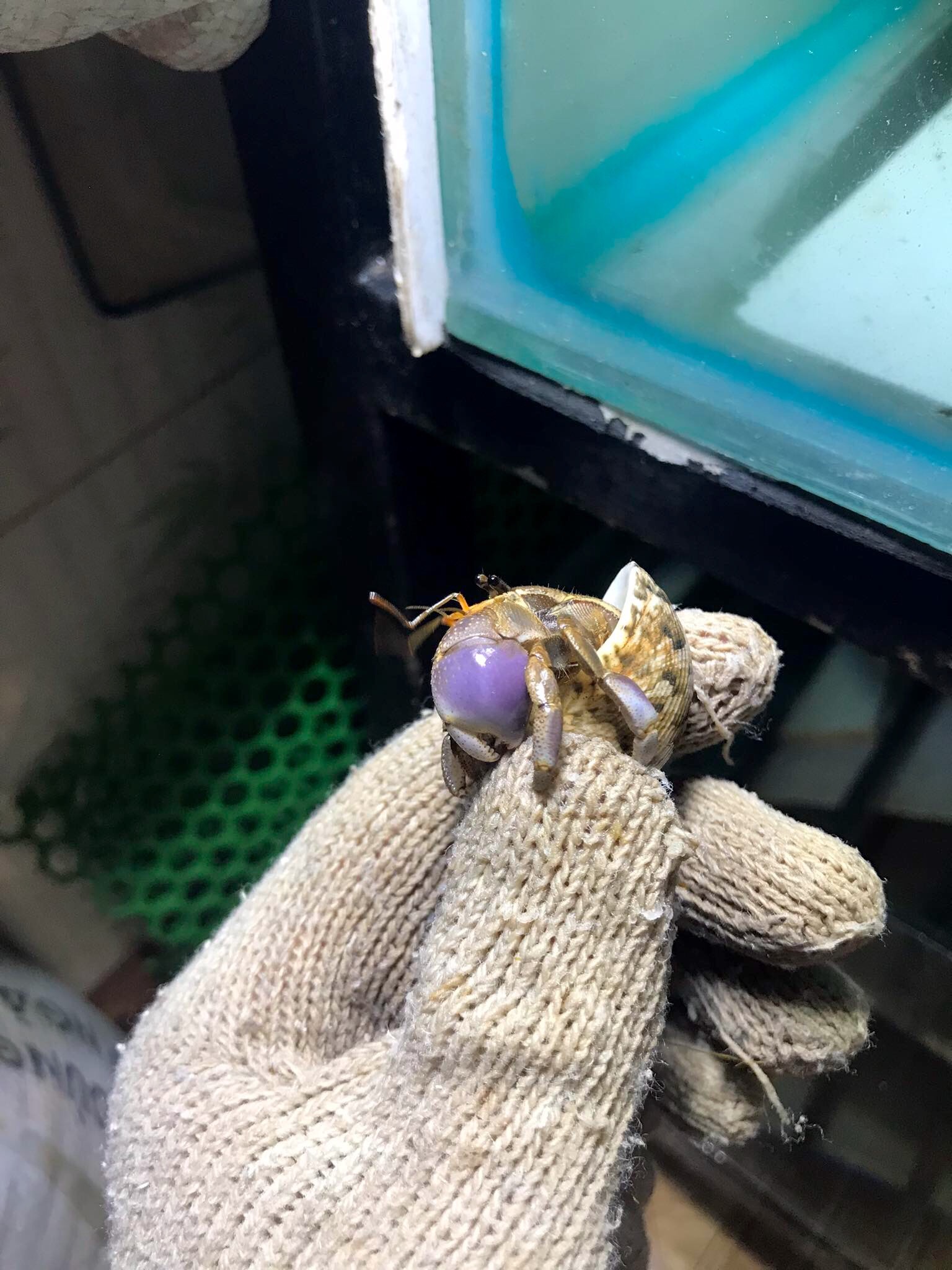 OMH Brevi (lỗi) trang trí bể cá