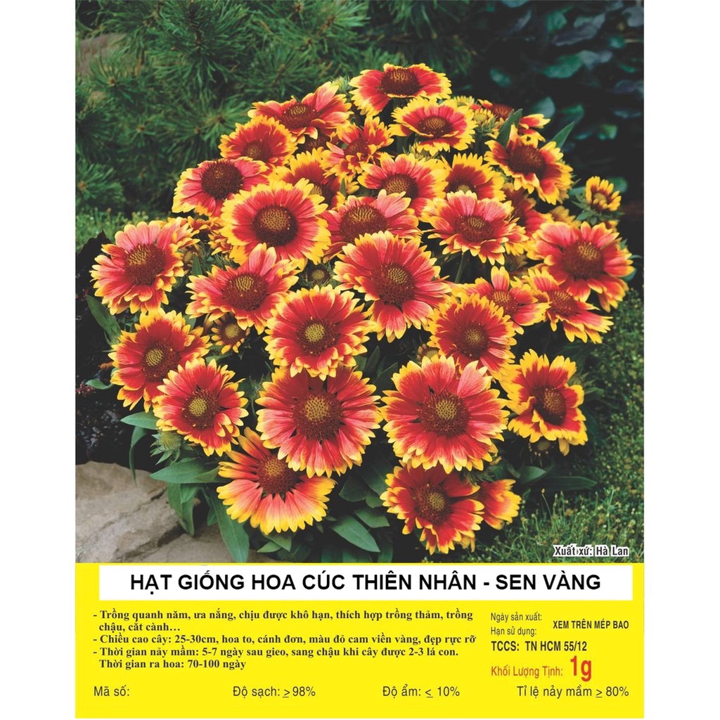 [Sen Vàng] Hạt Giống Hoa Cúc Thiên Nhân