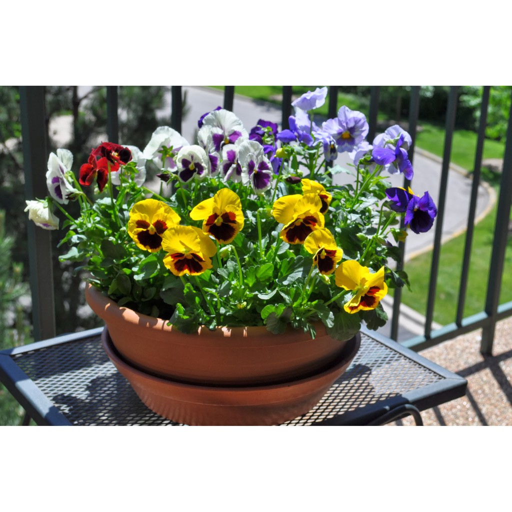 Hạt giống HOA BƯỚM VIOLA MIX