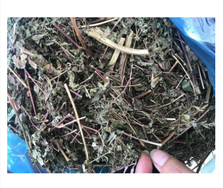 Cây đuôi chuột khô (cây mạch lạc) 1kg hàng loại 1