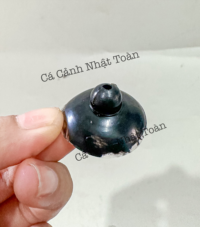 NÚM HÍT ĐẾ MÁY BƠM LỌC, BƠM NƯỚC BỂ CÁ CẢNH (1 NÚM)