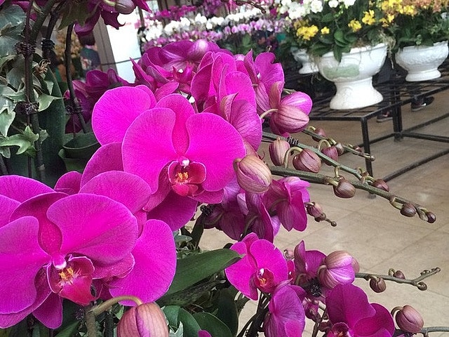 LAN HỒ ĐIỆP ĐẠI đang ngồng hoa