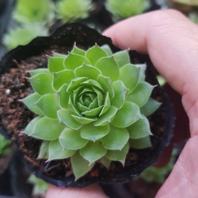 Sen đá phật bà giá khuyến mãi 10 k