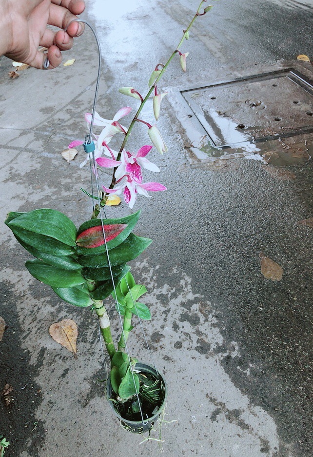 Lan Dendro Tím Nhạt