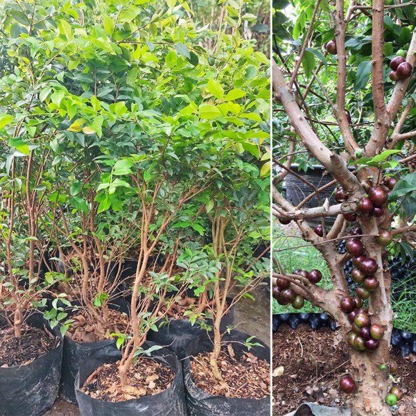 Cây nho thân gỗ tứ quý