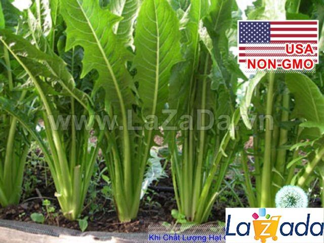 100h Hạt Giống Bồ Công Anh ITALIAN (A2.401| C11*V32*M220)