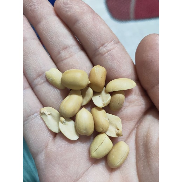 [HCM]Lạc đỏ/ đậu phộng đỏ - 250gr - lạc sống