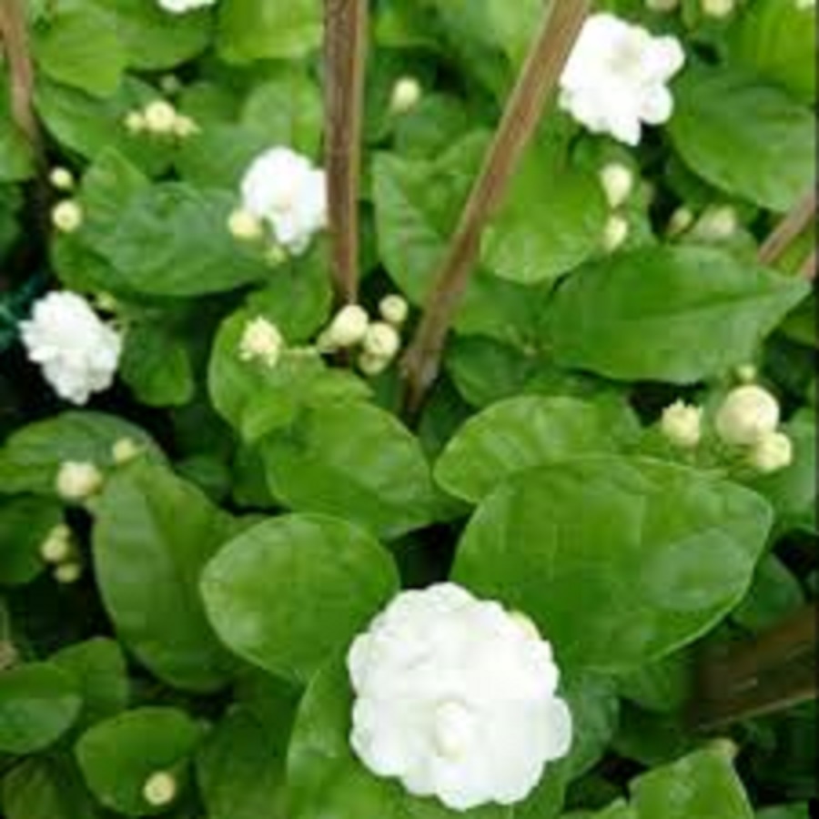 HOA NHÀI TA TRẮNG ĐẸP VÀ RẤT THƠM