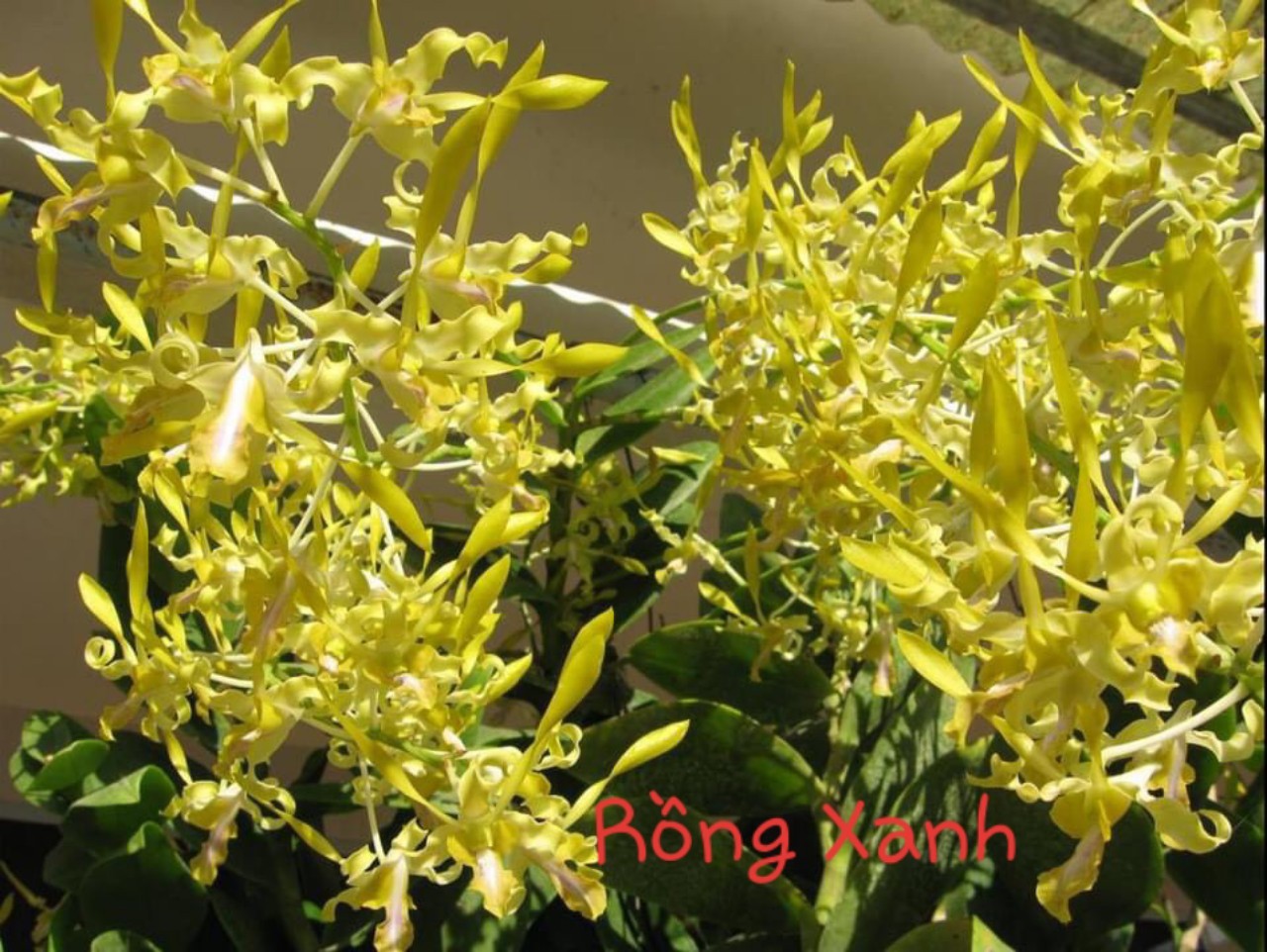Denro nắng rồng xanh