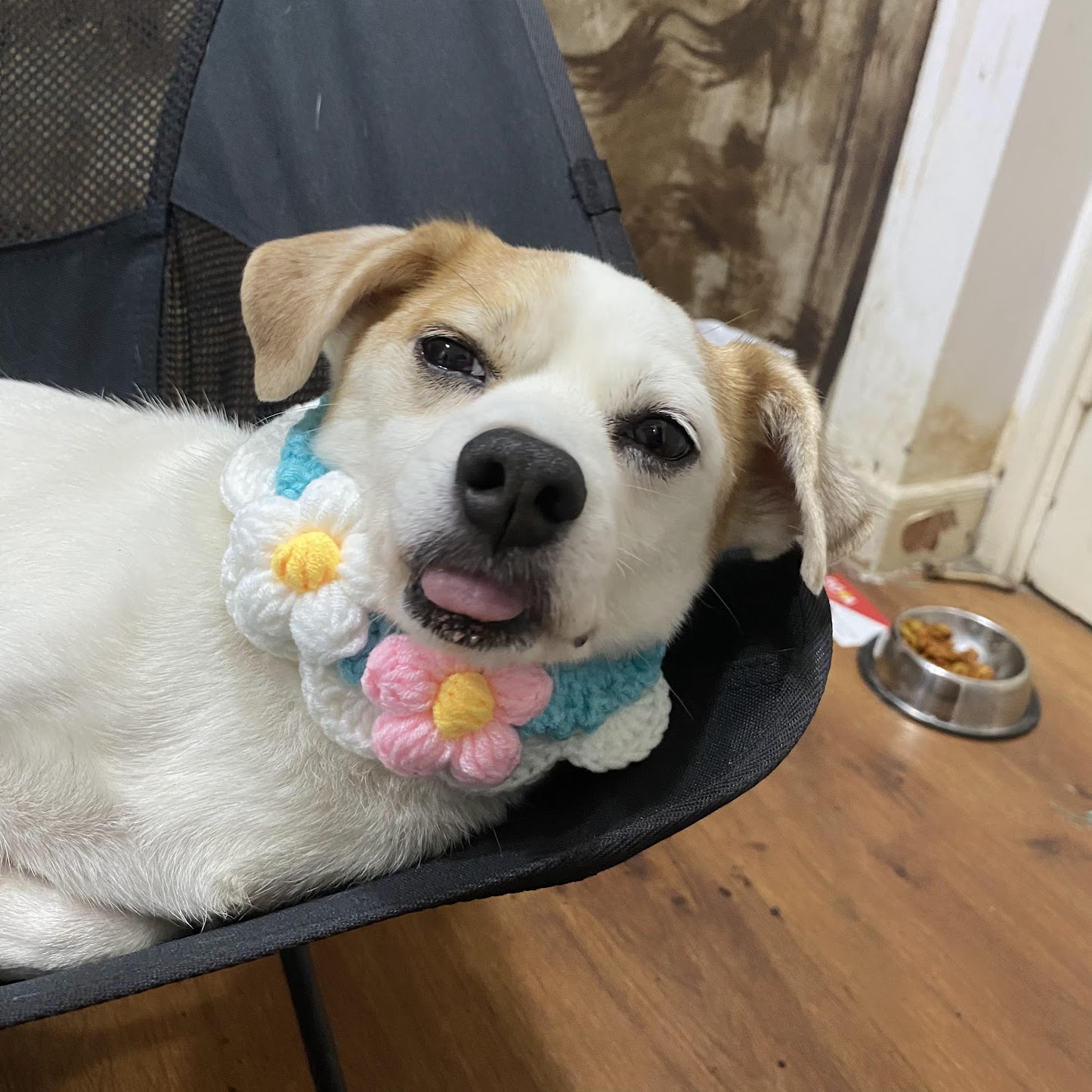 Mũ Len Cho Chó Mèo Dễ Thương