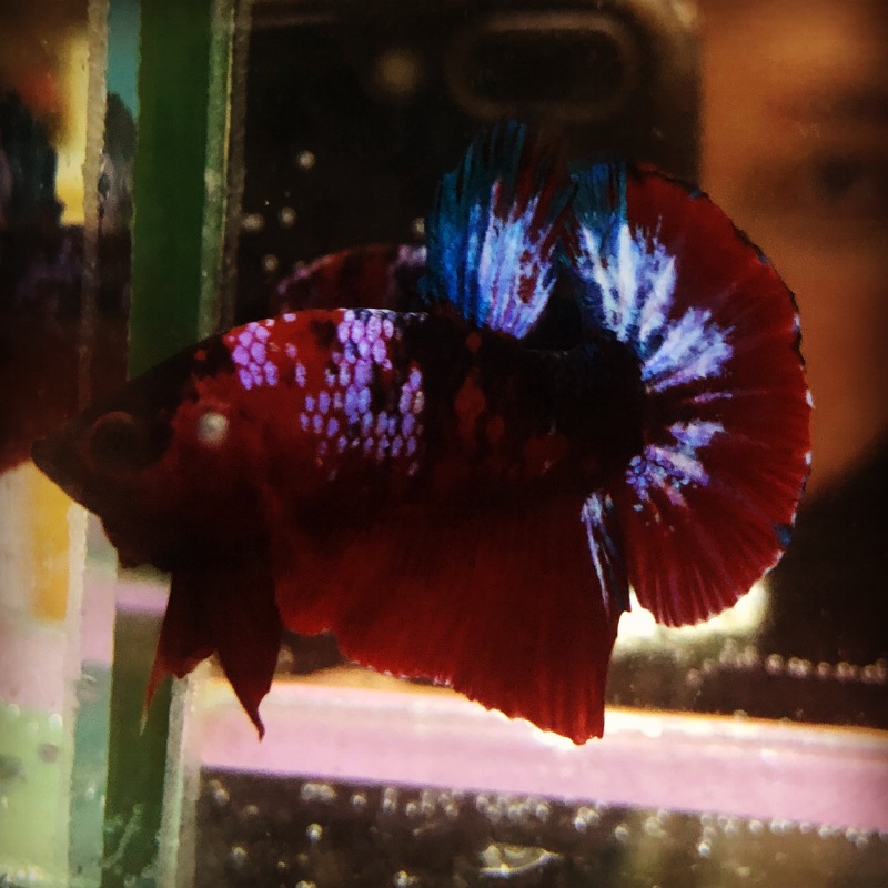 BETTA FANCY RED ( trống ) dành cho ae tập chơi