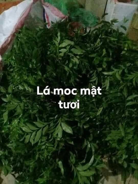 500G LÁ MÓC MẬT TƯƠI LẠNG SƠN LÀM MÓN NƯỚNG
