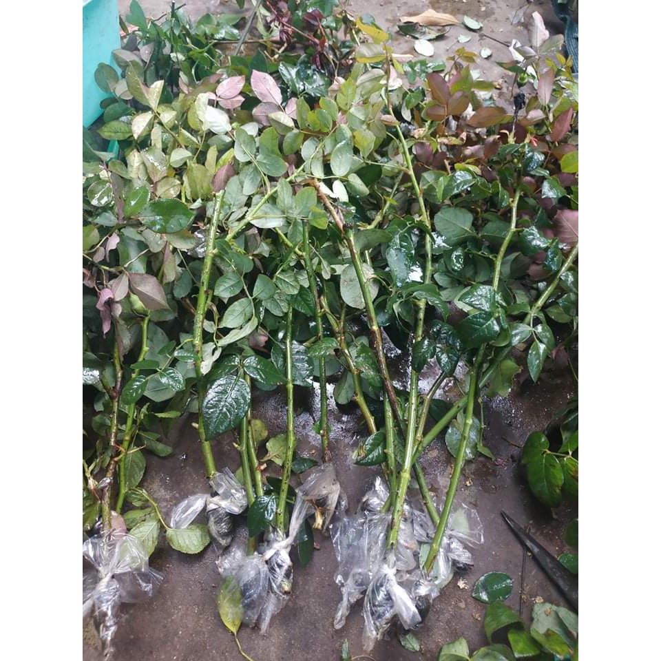 Combo 5 Cành Chiết Hoa Hồng (Giống Hoa Hồng)