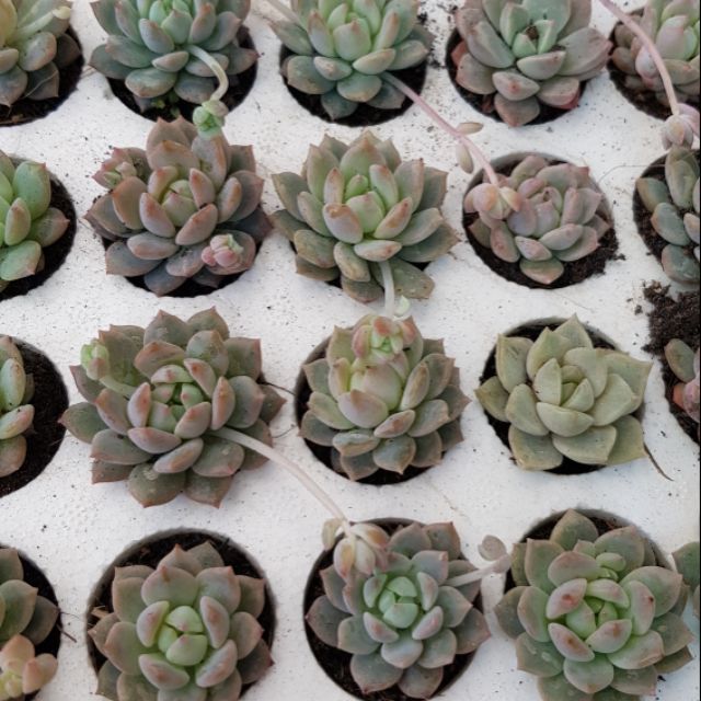 Sen đá dù hồng vĩ mini (dù đá vĩ)