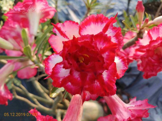 CÂY HOA SỨ THÁI CÁNH KÉP " KIM LÂN