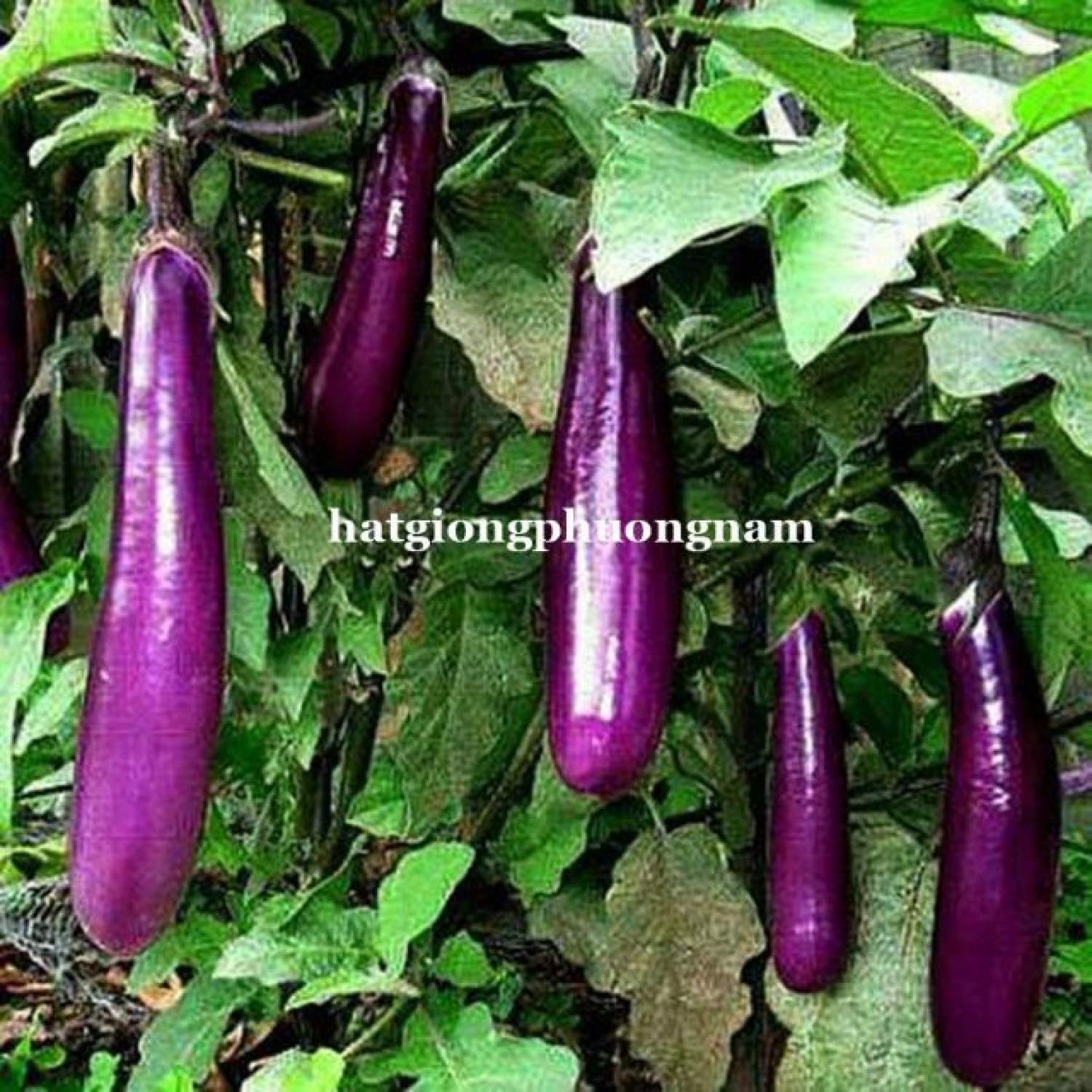Ma72 gói hạt giống cà tím dài f1 0.1gram 20 hạt giống cà tím cao sản 1gr hạt giống quả cà tím siêu dài