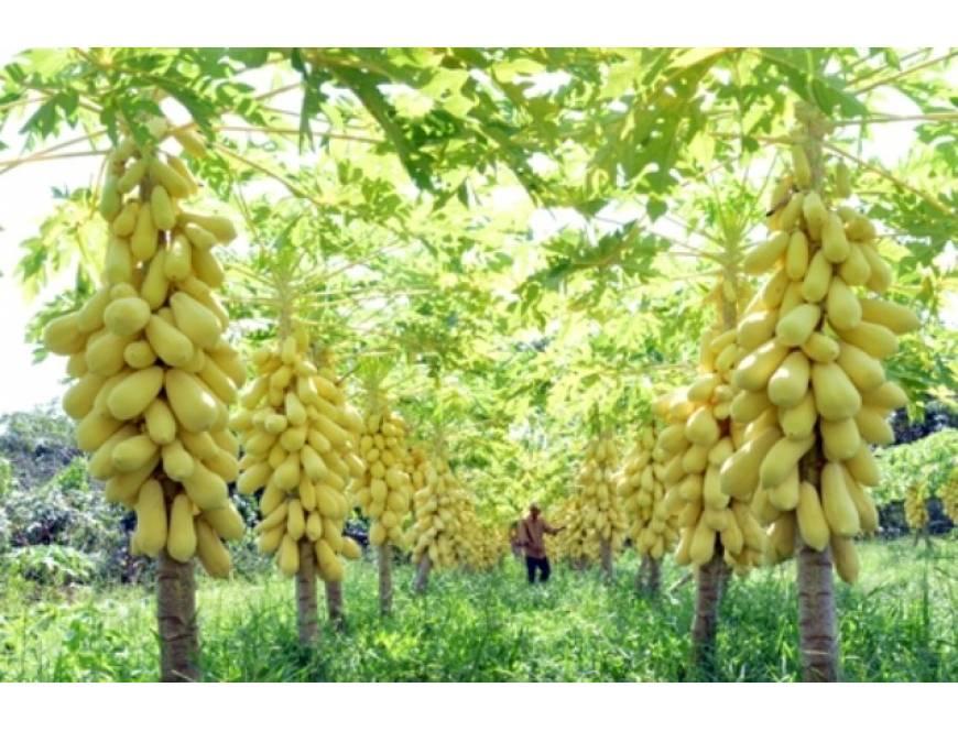 Hạt giống Đu đủ vàng