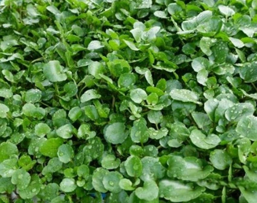 Hạt giống xà lách xoong mỹ