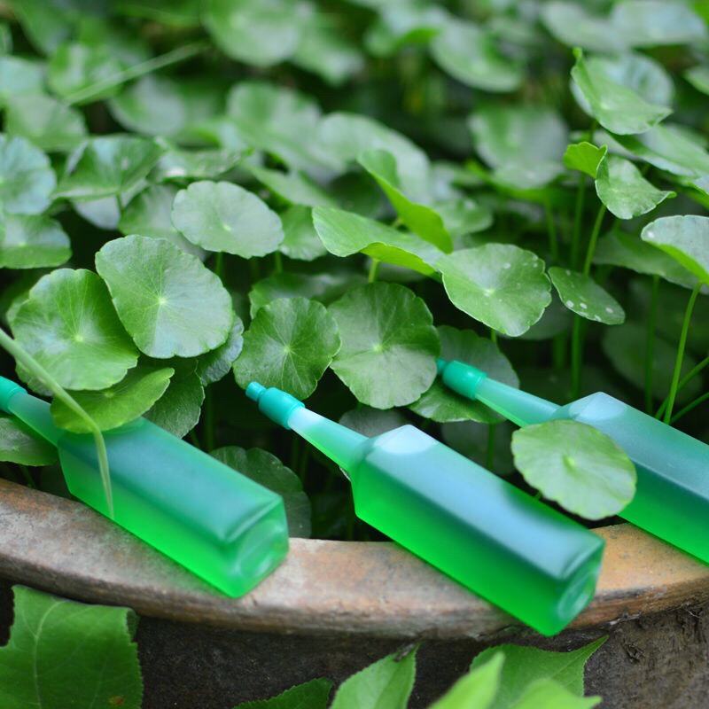 Phân bón cây bẫy kẹp cây ăn thịt