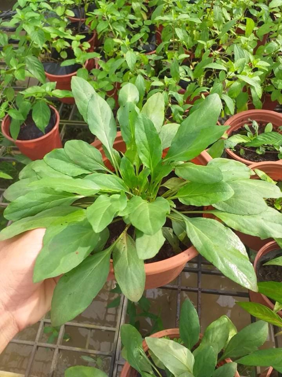 Hạt giống cây hạ khô thảo