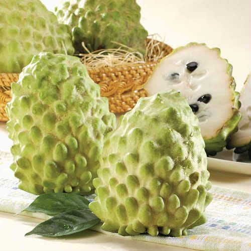 Cây Na Dứa Đài Loan Quả To 1Kg