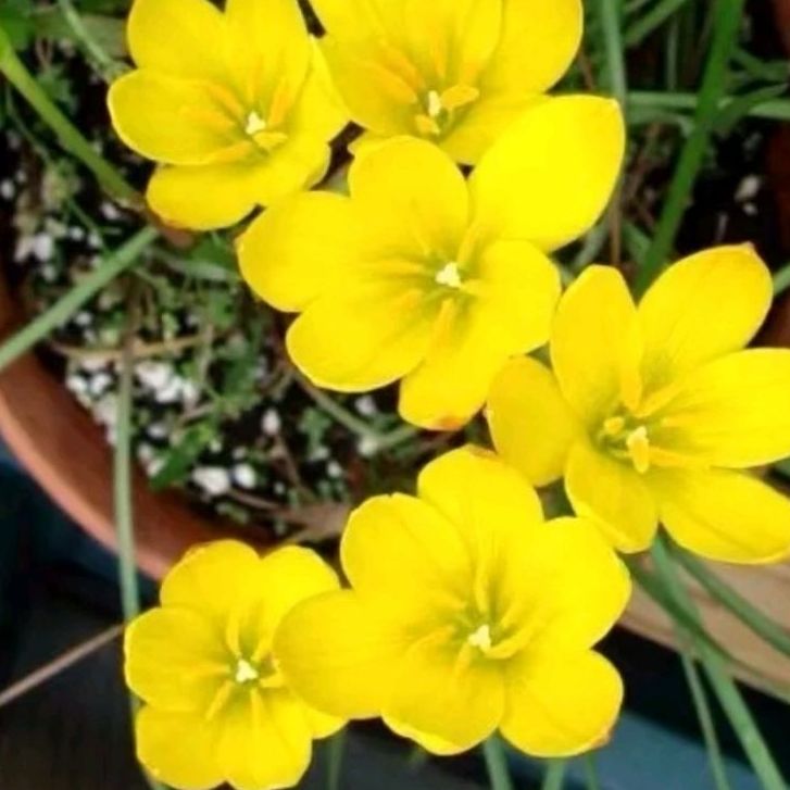 Củ hoa huệ mưa vàng -( củ to đẹp ) lên 100%