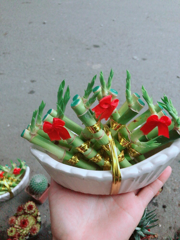 Chậu Trúc Phát Tài Thuyền May Mắn