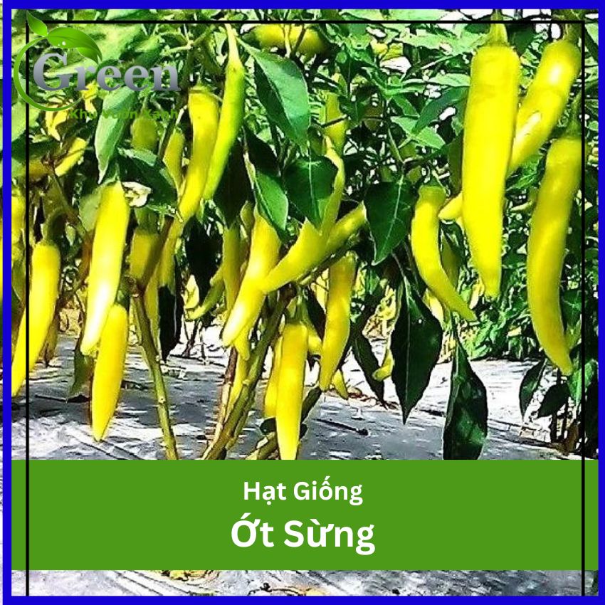 Hạt Giống Ớt Sừng Sai Trái, Trồng Quanh Năm