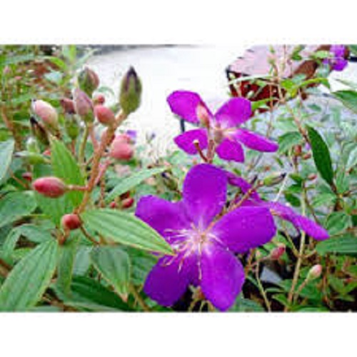 CHẬU HOA SIM TÍM THÁI LAN SIÊU ĐẸP