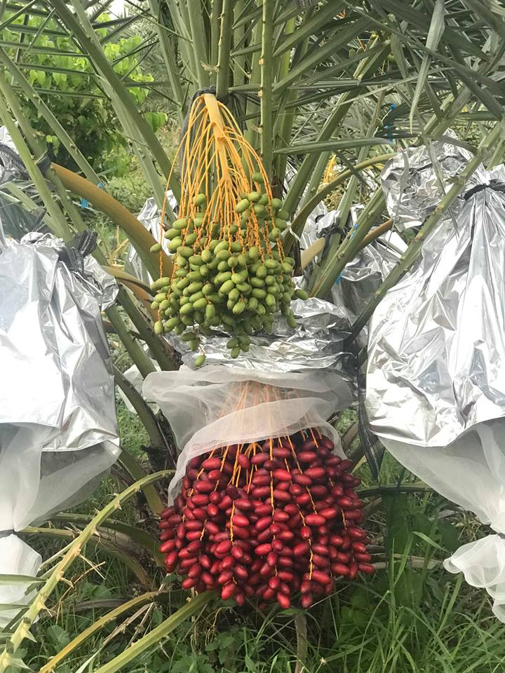 cây giống chà là thái