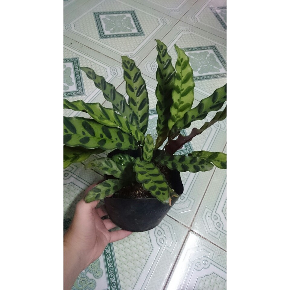 Cây Đuôi Phụng - cây cảnh mini - caykiengsadec  mau lớn